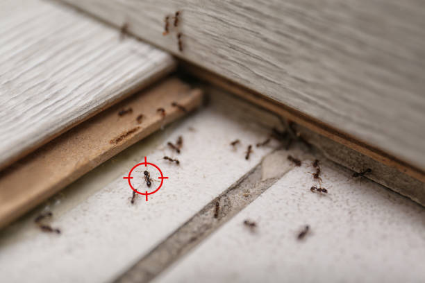 Best Wasp Removal Services  in Binghamton, NY