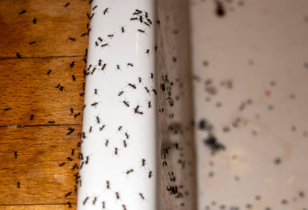 Best Residential Pest Control  in Binghamton, NY